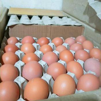 张桂军 在惠农网上，打造值得信赖的食用农产品批发供应